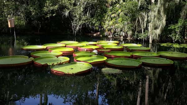 Bok Tower Gardens