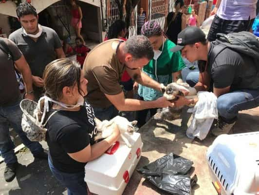 Coelho é resgato com vida por voluntários em tragédia.