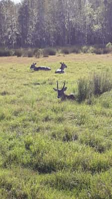 Safari Wilderness Ranch