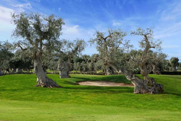 Masseria Torre Maizza