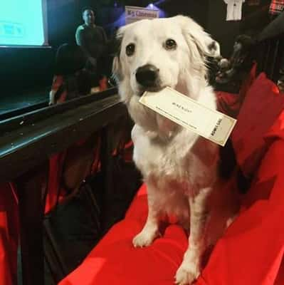 Cão em cinema no Texas