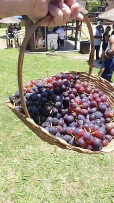 Uvas colhidas diretamente do pé