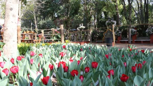 Canteiros da Expoflora, em Holambra