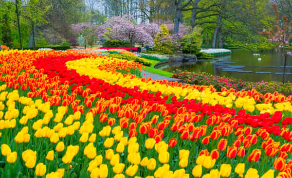 Keukenhof