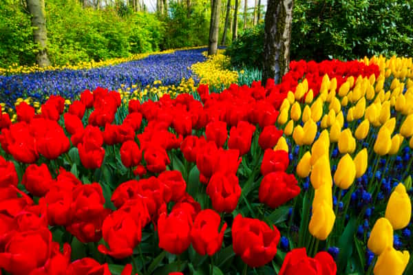 São mais de sete milhões de flores plantadas a cada ano