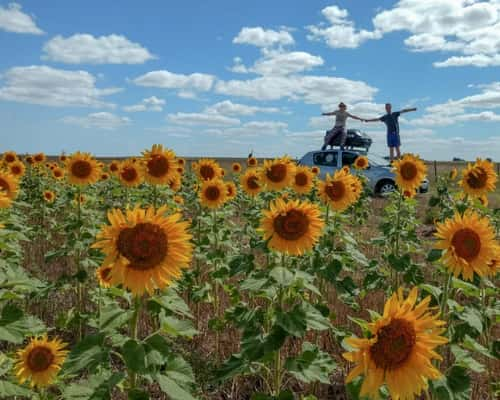 Plantação de girassóis, na província de Buenos Aires, na Argentina
