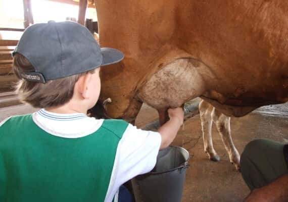 Crianças têm experiência de como é a vida no campo