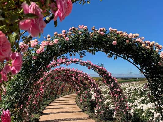 Composto por 30 jardins, o Mátria Parque de Flores fica em São Francisco de Paula, a 35 km de Gramado