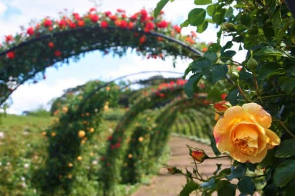 Mátria Parque de Flores