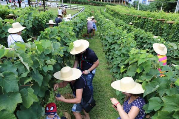 Evento que resgata método artesanal de produzir vinho acontece nos fins de semana de 21 de janeiro a 11 de fevereiro em São Roque