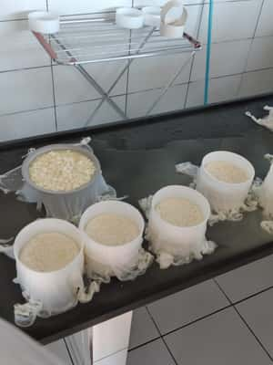 Todo o processo de produção do queijo Canastra é artesanal