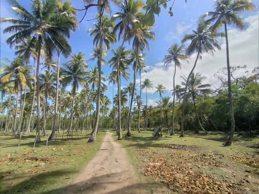 Trilha em meio aos coqueiros para a praia de Moreré, em Boipeba (BA)