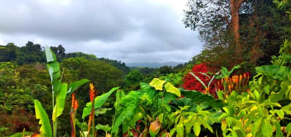 O Jardim Botânico de Valombreuse abriga várias espécies da fauna flora de Guadaluoe 