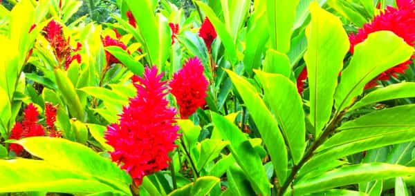 A diversidade da flora do Um dos espaços do Jardim Botânico de Valombreuse