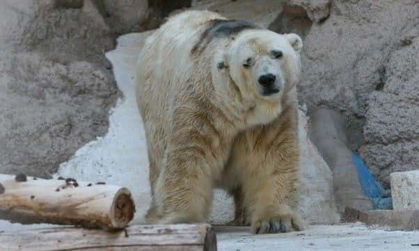 reprodução facebook Save Polar Bear Arthut