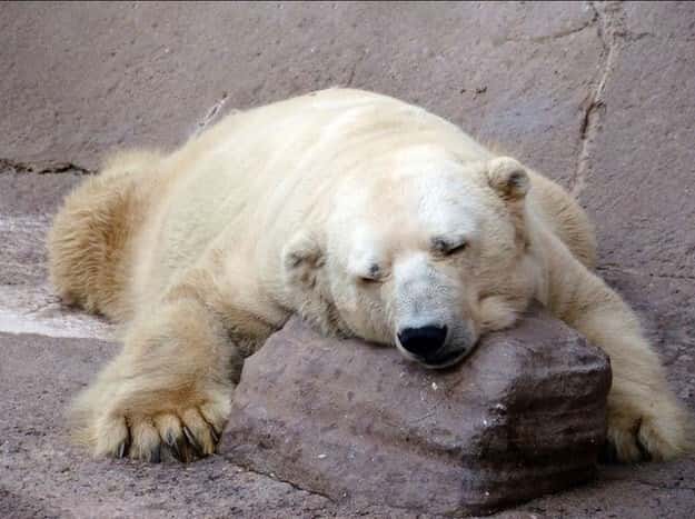 reprodução facebook Save Polar Bear Arthut