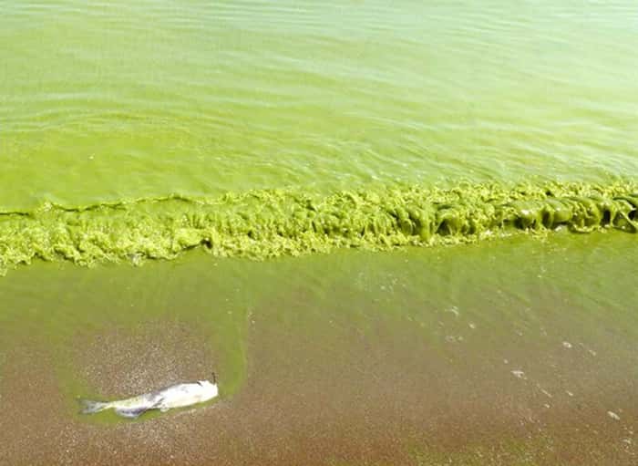 A recente proliferação de algas tóxicas no lago Erie, na divisa EUA-Cnadá, deixou mais de 500 mil pessoas sem água.