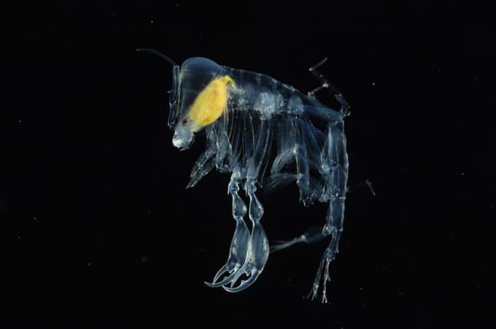 O anfípoda transparente é uma das muitas espécies estranhas encontradas nas profundezas do Atlântico Norte.