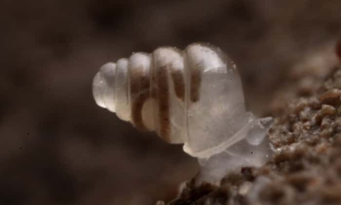 O Zospeum tholussum é uma espécie de caracol que possui uma concha transparente. Foi encontrado em uma profunda caverna da Croácia.
