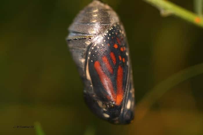 A borboleta-monarca já mostra suas cores mesmo antes de sair de sua pupa, que é transparente.