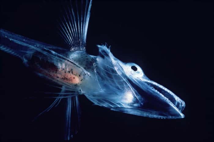 O peixe ocelado é o único vertebrado conhecido do mundo sem hemoglobinas. Seu sangue é quase invisível, assim como suas escamas.