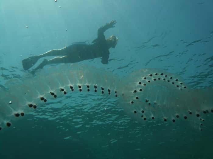 As salpas são seres flutuantes transparentes, que só nadam por meio do bombeamento de água através de seu corpo.