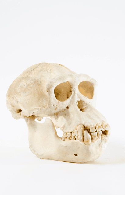 Crânio de Chimpanzé - divulgação