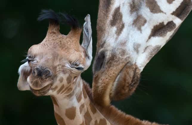 Bebê de girafa recém-nascido com a sua mãe. Foto: Jochen Luebke/AFP/Getty Images