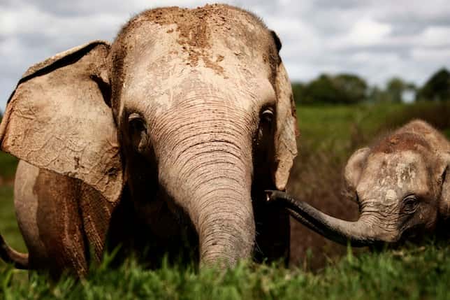 Embora os elefantes-asiáticos sejam protegidos pela lei na Indonésia, a maior parte de seu habitat remanescente não é. Foto: Ulet Ifansasti/Getty Images
