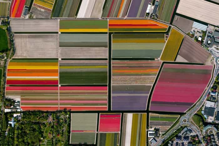 Campos de Tulipa – Lisse, Holanda