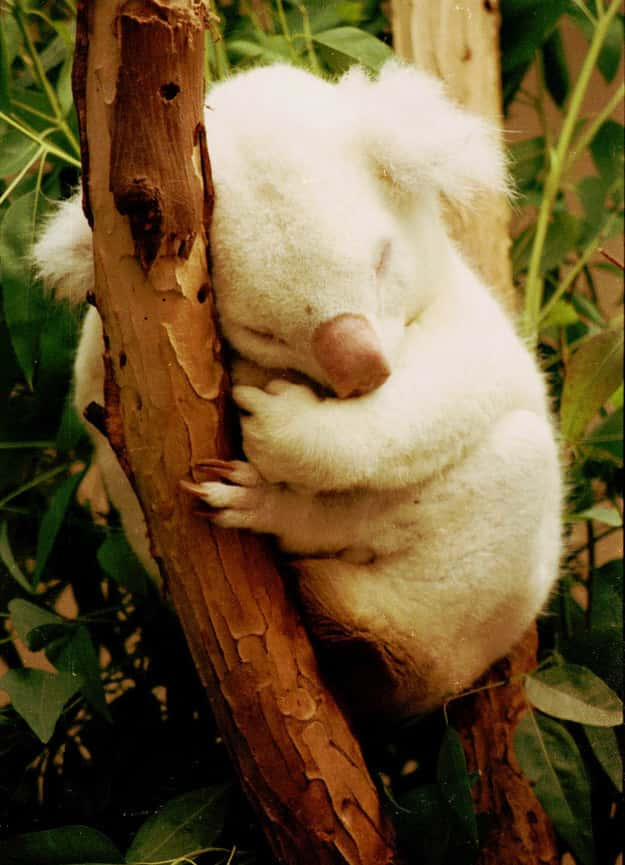 Os animais também podem ser albinos