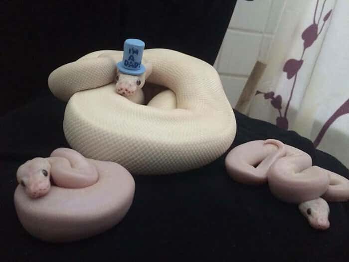 Internautas publicam fotos de cobras usando chapéu (Reprodução/Bored Panda)