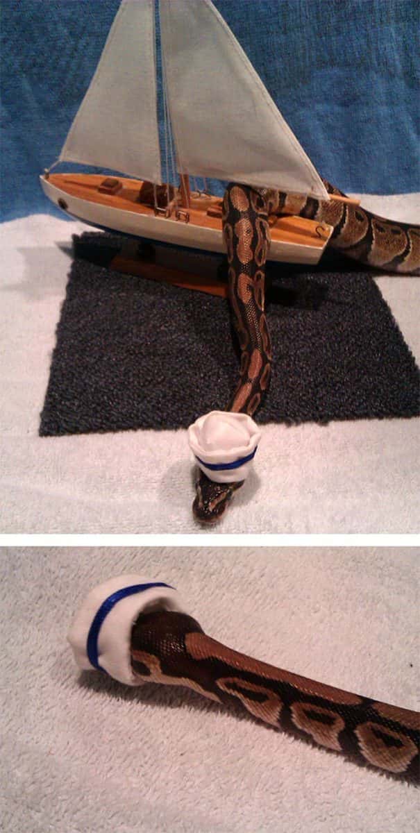 Internautas publicam fotos de cobras usando chapéu (Reprodução/Bored Panda)