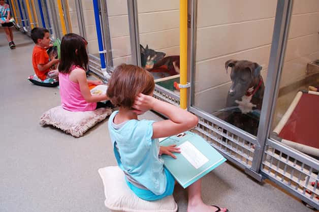 Crianças leem para cães traumatizados e os ajudam a interagir com humanos