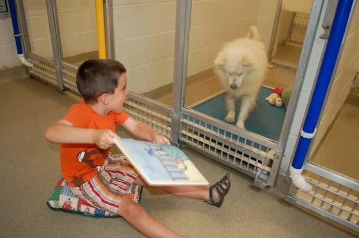 Crianças leem para cães traumatizados e os ajudam a interagir com humanos