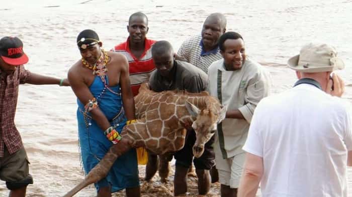Girafa sendo resgatada