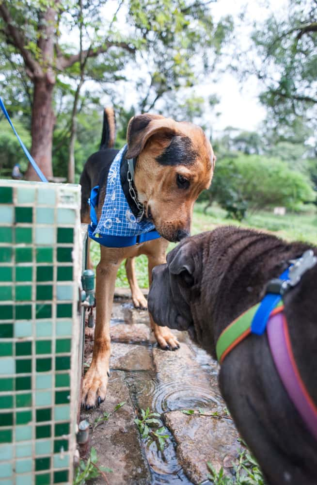 Parque da Aclimação sonha com seu cachorródromo