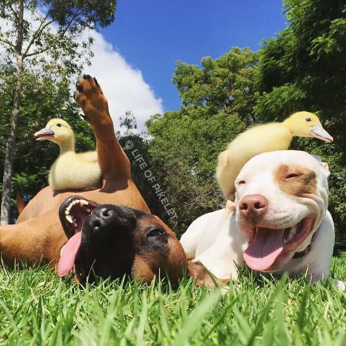 Há dois patos na frente de um pato, dois patos atrás de um pato