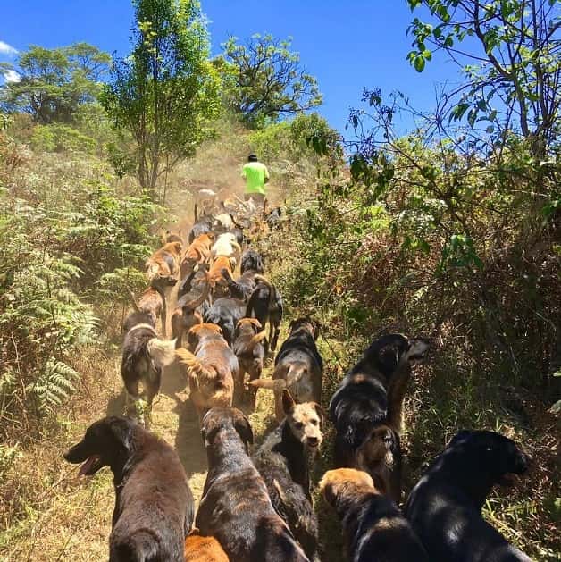 Sítio na Costa Rica abriga 700 cachorros vira-latas