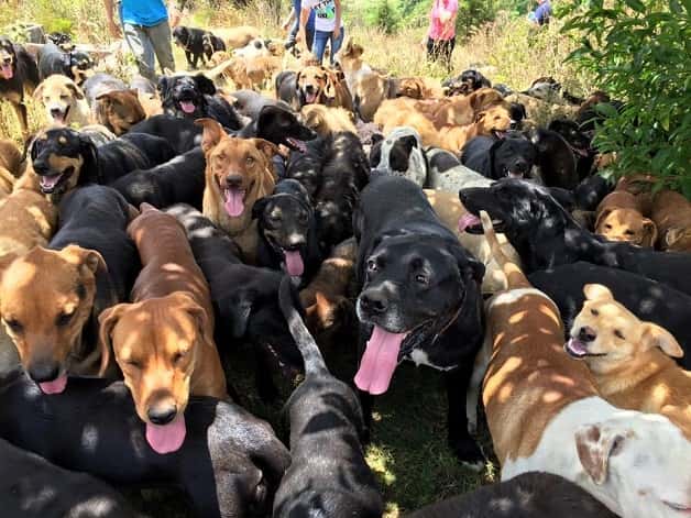 Sítio na Costa Rica abriga 700 cachorros vira-latas