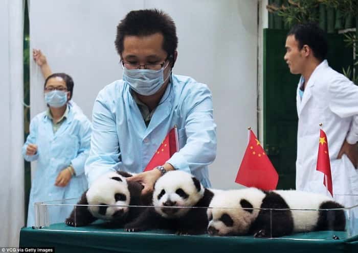Bebês de panda trigêmeos