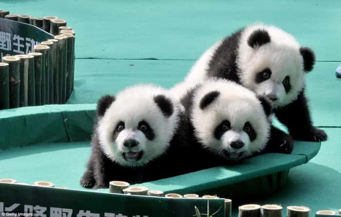 Irmãos pandas vivem na China