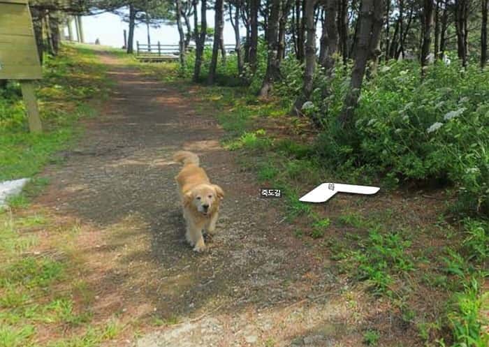 Cachorro segue carro do Google Street View e resulta em álbum pra lá de fofo