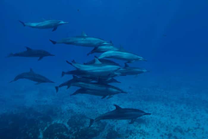 Golfinhos em Fernando de Noronha