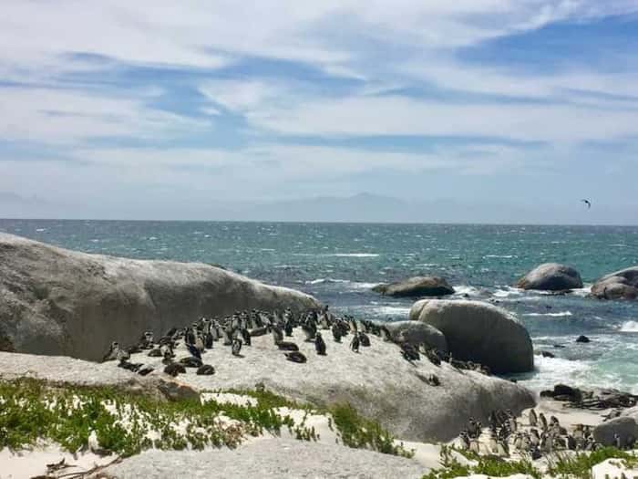 Boulders Beach - Cape Town