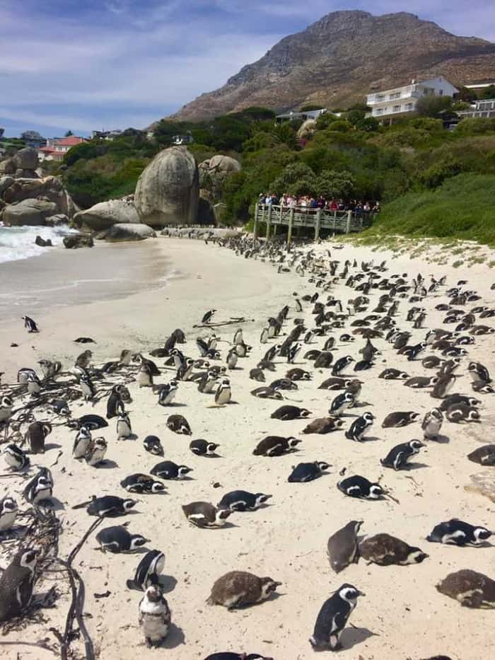 Boulders Beach - Cape Town