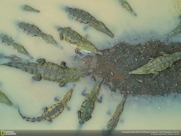 Foto feita com drone mostra crocodilos no Rio Grande de Tarcoles, na Costa Rica; a imagem foi a mais votada pelo público na categoria Natureza