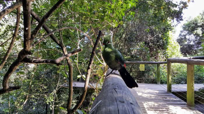 O Birds of Eden é lar de mais de 3.500 aves de 220 espécies