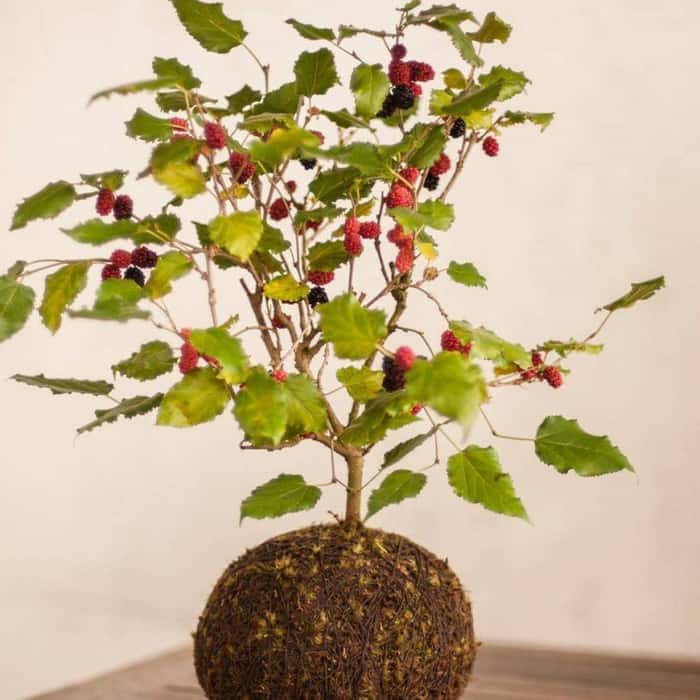 Bola de musgo com planta vermelha e verde