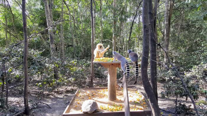 O santuário Monkeyland abriga mais de 700 primatas